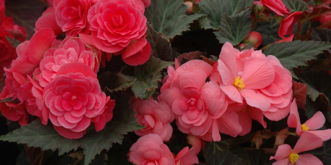 КАКИЕ ЦВЕТЫ ПОРА СЕЯТЬ В ЯНВАРЕ