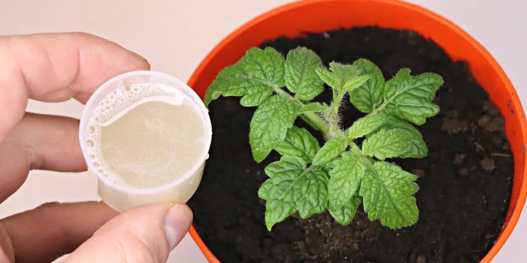 Картофельный отвар для рассады: старинный секрет или бесполезная трата времени?