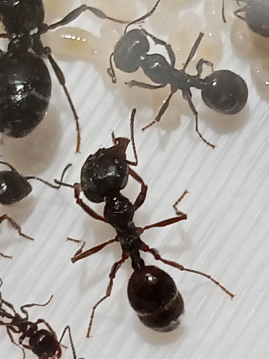 Муравей-жнец.