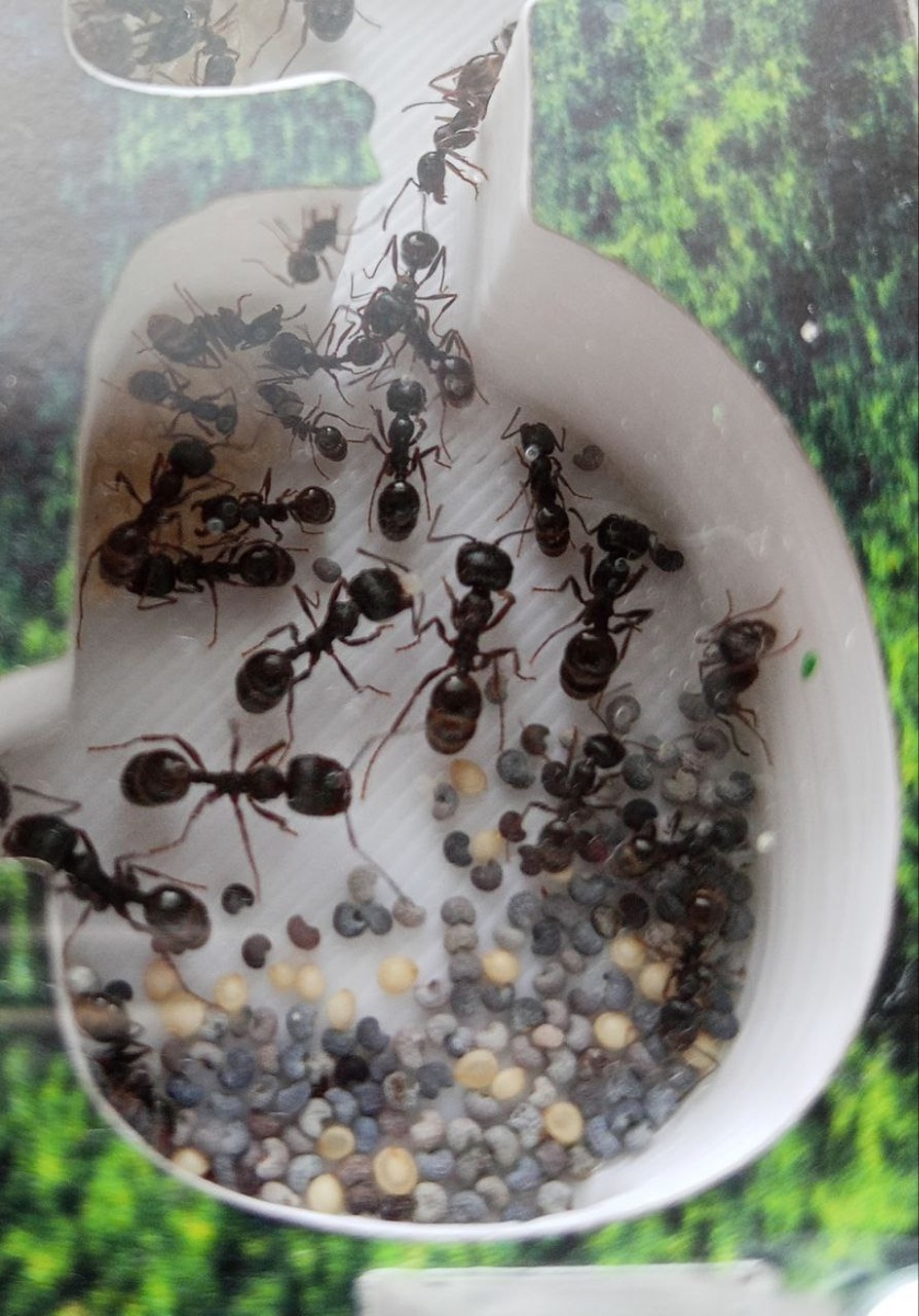 Муравьи жнецы в хранилище семян.