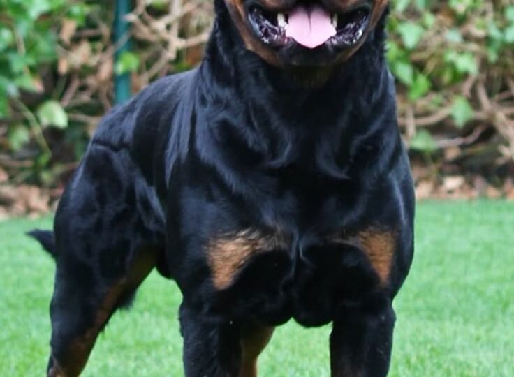 Собаки, которые могут стать настоящим испытанием для новичков: кого стоит избегать, если вы только начинаете свой путь с питомцем