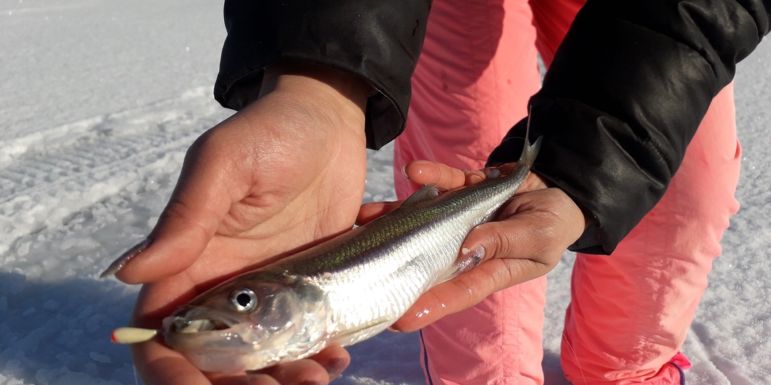 Уловистые мормышки на корюшку для ловли в Кронштадте по доступной цене.