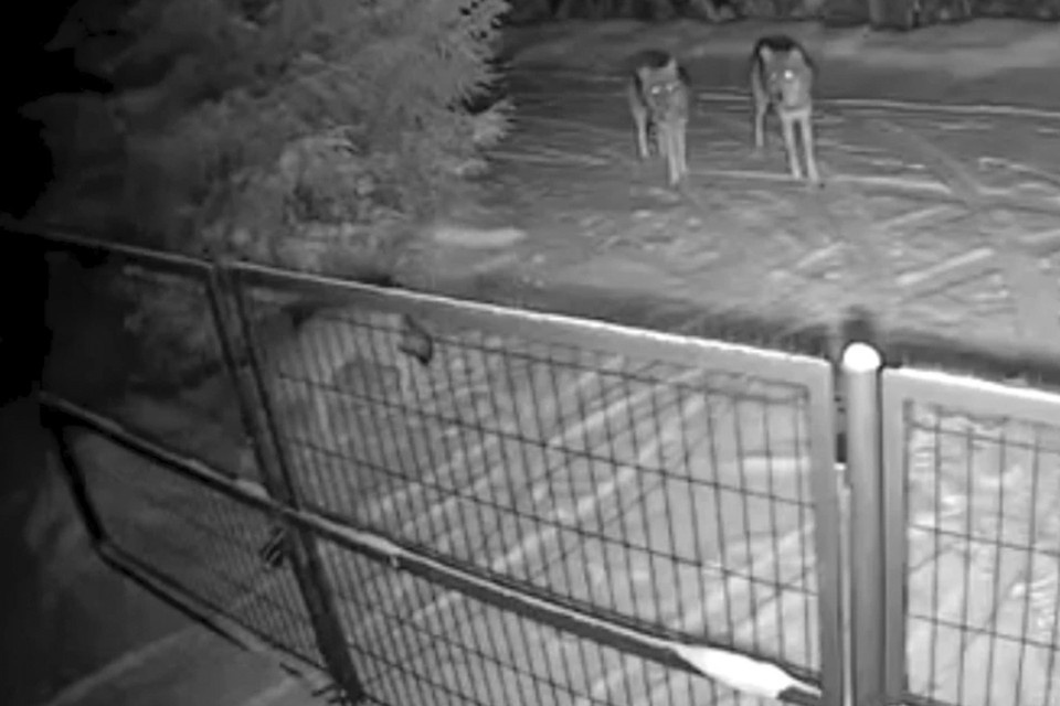    В Ленобласти заметили волков. Фото: vk.com/mshsrf