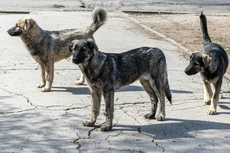    Shutterstock/FOTODOM