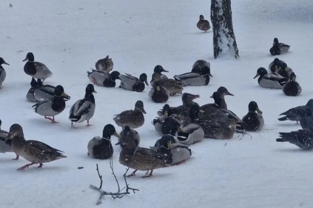    В Семейном парке Волгограда засняли стаю зимующих уток