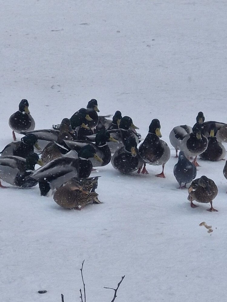    Утки Фото: АиФ-Волгоград