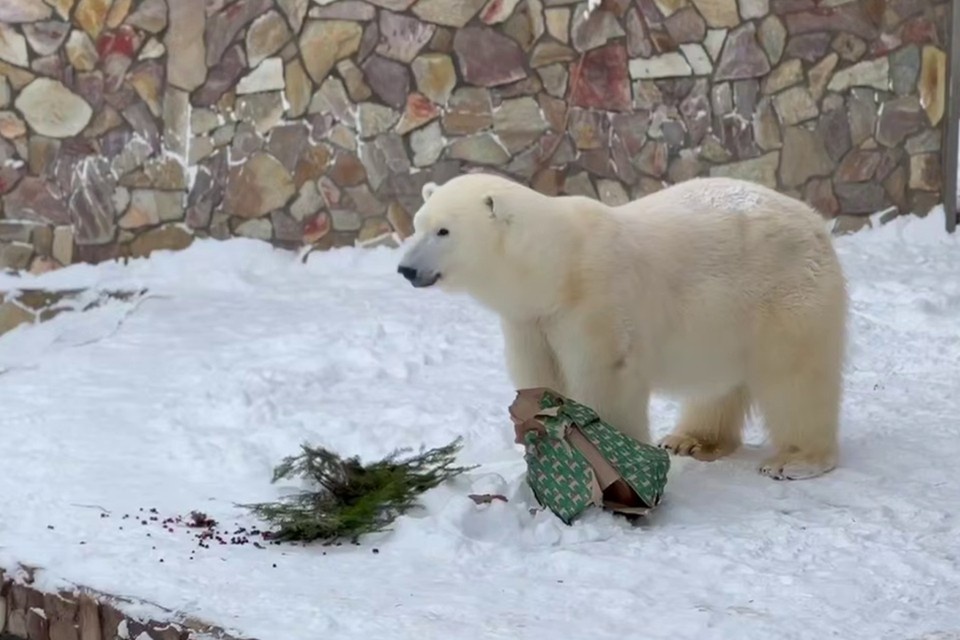    Белой медведицы подарили новогодний сюрприз. Фото: t.me/lenzoopark
