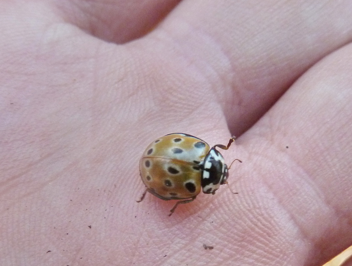 Коровка глазчатая, фото Александра Морозевича 2018