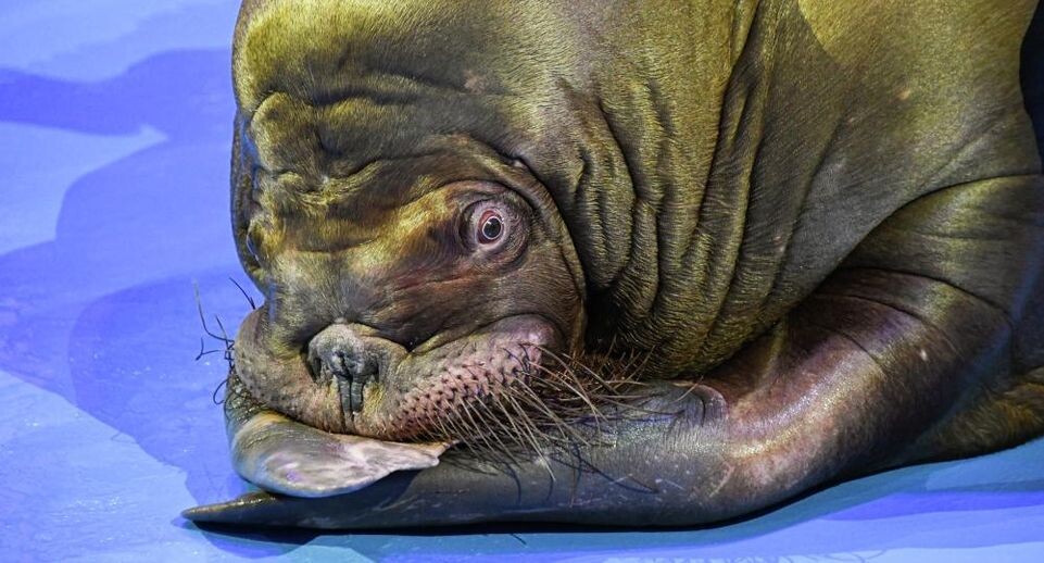    РИА «Новости»