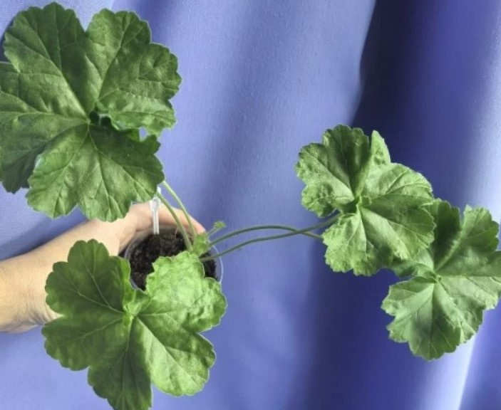 Таким мне достался череноу ЮВ-Феникс. Надёжный. крепкий!