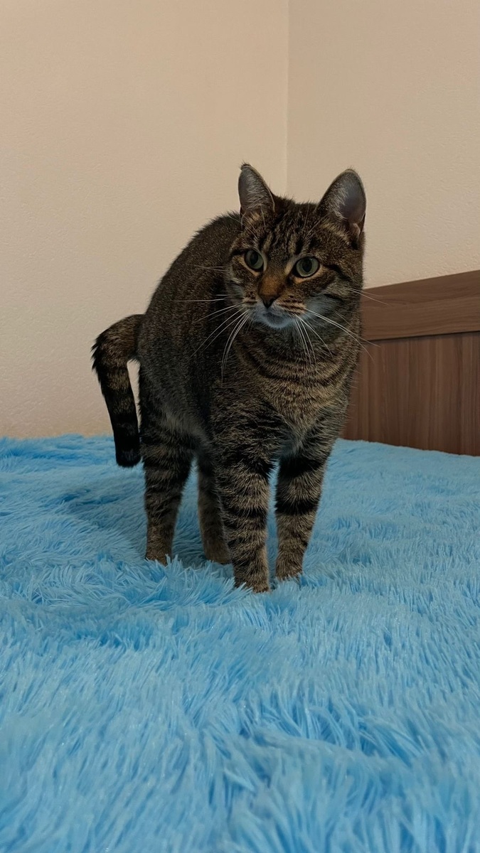 Кошечка очень хорошая, добрая, скромная, тихая) 🧡