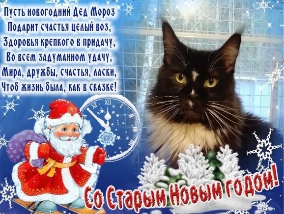 Красавица Солнышко поздравляет всех с Новым годом и Рождеством!🎉✨