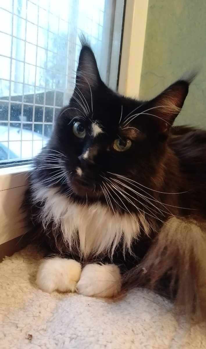 Солнышко страдает от предательства, но держится! 🧡