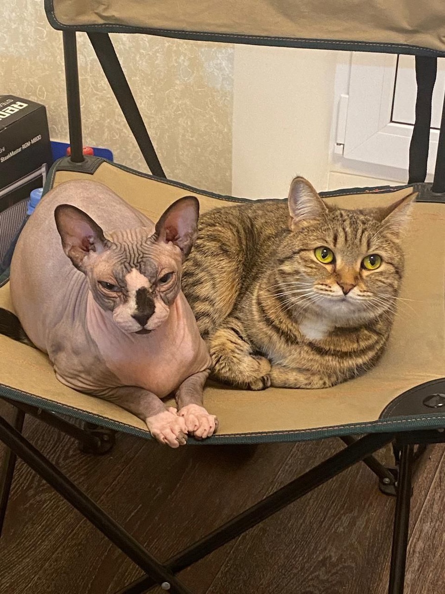 Лежебоки Билл и Сева