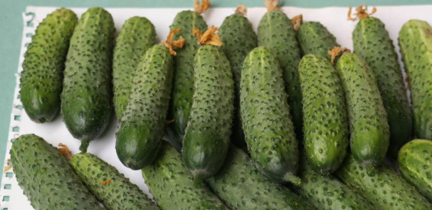 Сорта огурцов с гарантированным урожаем