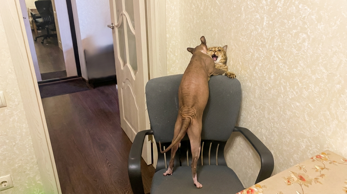 Сцена первая - Король лев : "Шрам" и "Муфаса" у "обрыва"