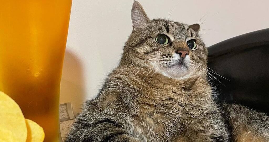 Как уживаются холерик и меланхолик? Душевный рассказ о коте Билле и кошке Севе