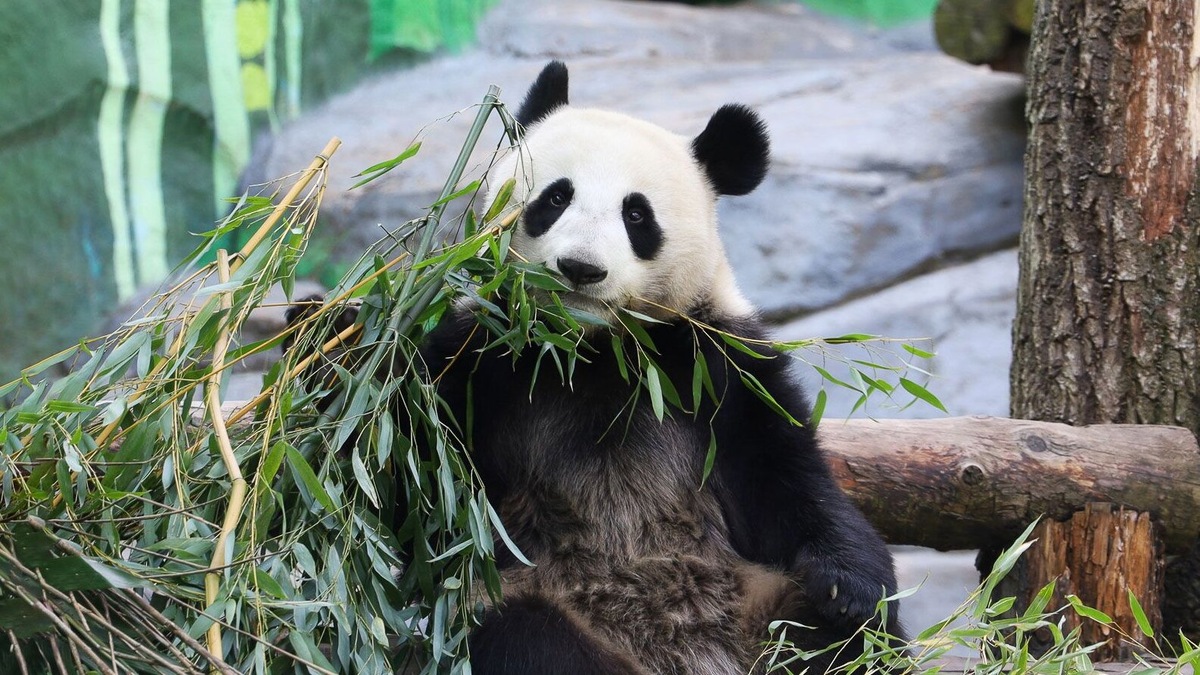    Источник: Пресс-служба Департамента культуры города Москвы