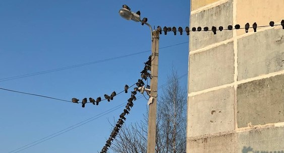 Орнитолог из Наро-Фоминска объяснил, почему вороны собираются на проводах