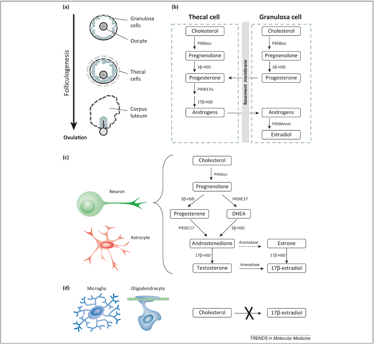 Механизм синтеза тестостерона тканеспецифичный. Он образуется в клетках яичниках и в растущем фоликуле. Нейроны создают эстрогены из тестостерона или холестерола, циркулирующих в крови, но клетки микроглии и олигодендроциты не способны этого делать. Механизм генерации эстрадиола в мозге имеет место в гиппокампе, гипоталамусе, миндалевидном теле, хвостатом ядре, таламусе, мозжечке и даже коре головного мозга. В нейронах содержатся все ферменты, необходимые для синтеза эстрогенов, как у мужчин так и у женщин.