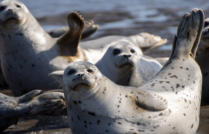 Нужная привычка: зачем тюлени хлопают себя ластами по животу