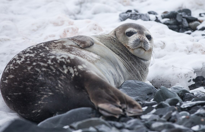 Тюлени могут хлопать ластами для устрашения соперника!
