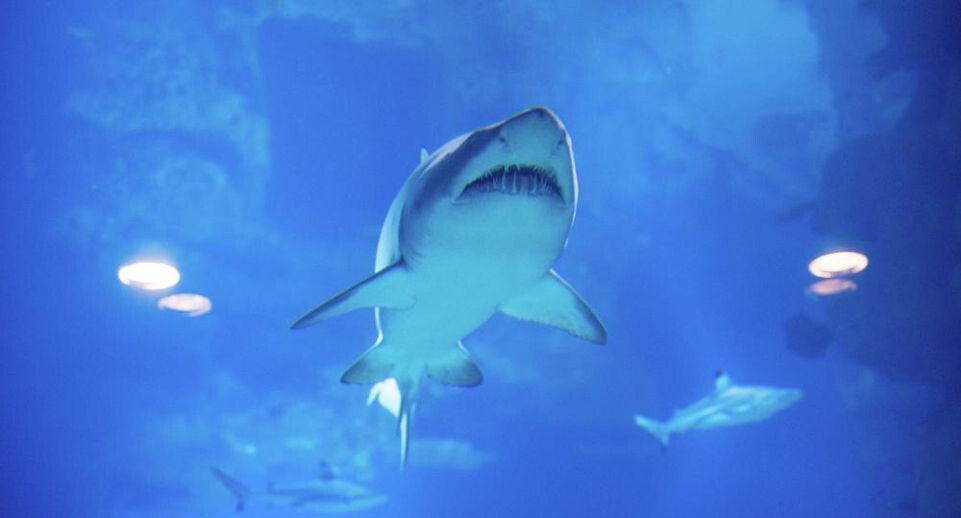    РИА «Новости»