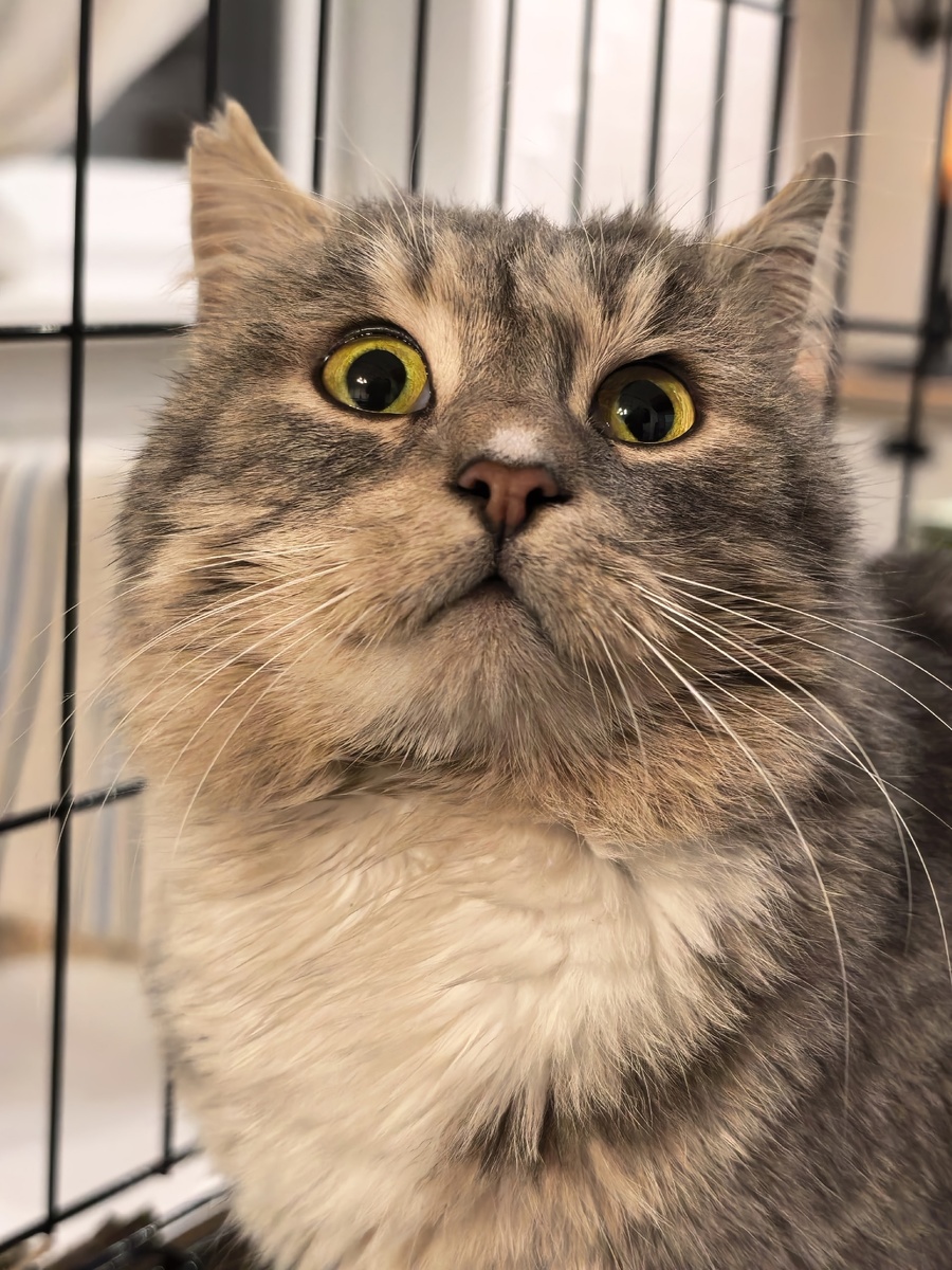 Так Прохор смотрел на меня первые дни после того происшествия. Фото из архива автора