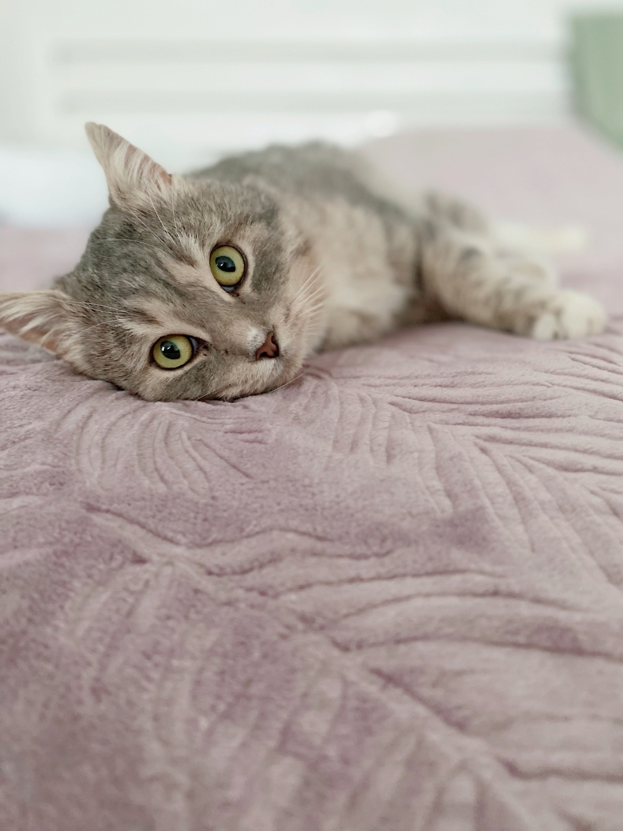 В тепле и уюте Прохор расслабился и показал всю свую нежную душеньку. Фото из архива автора