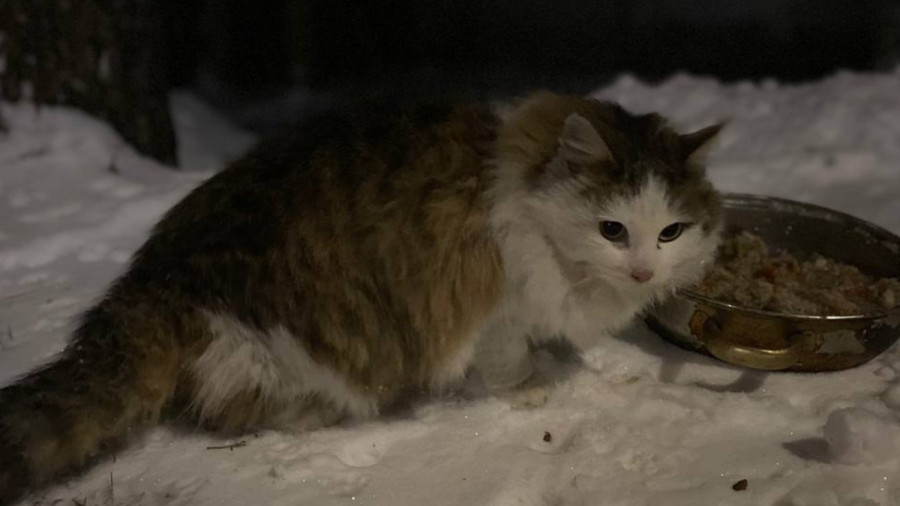 На станции Княжая после столкновения поездов поселилась кошка