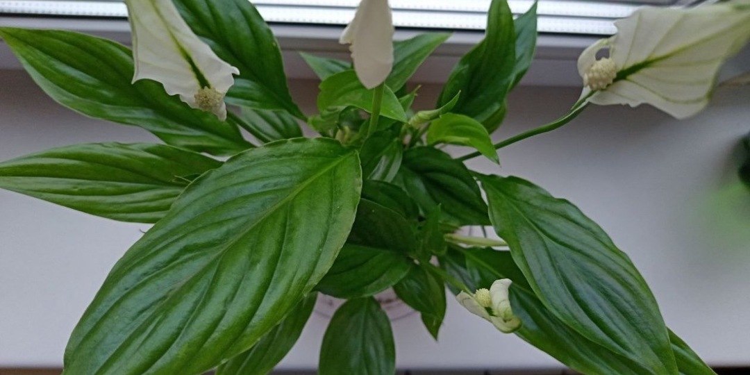 Спасаем спатифиллум зимой: почему чернеют или желтеют листья - разбор "симптомов" и "лечение"