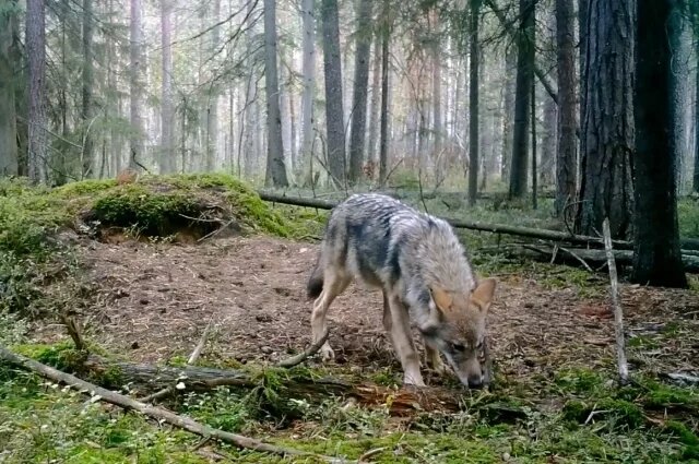    Какой смысл и продолжение пословицы «Сколько волка не корми»?