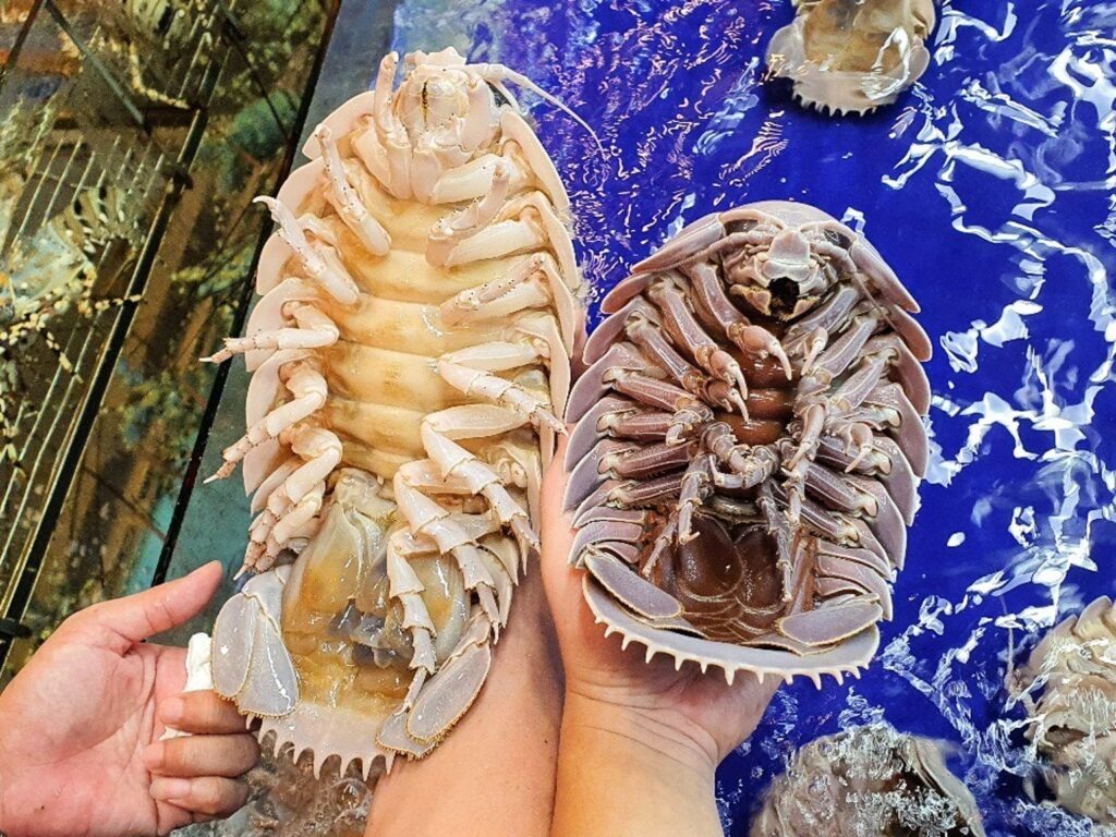 Два гигантских изопода «с изнанки»: именно так их часто и показывают на рынках как «морских жуков».