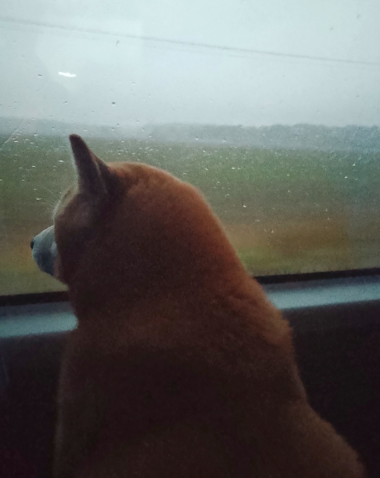 Это мы с Капоне едем в Сочи из дождливой Москвы на автобусе)