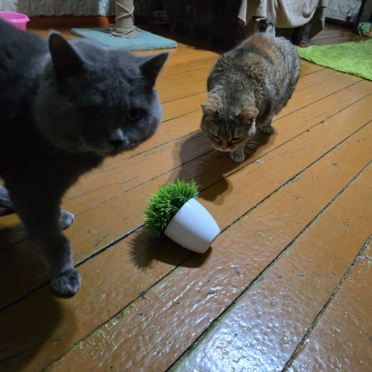 коты изучают место преступления с любопытством