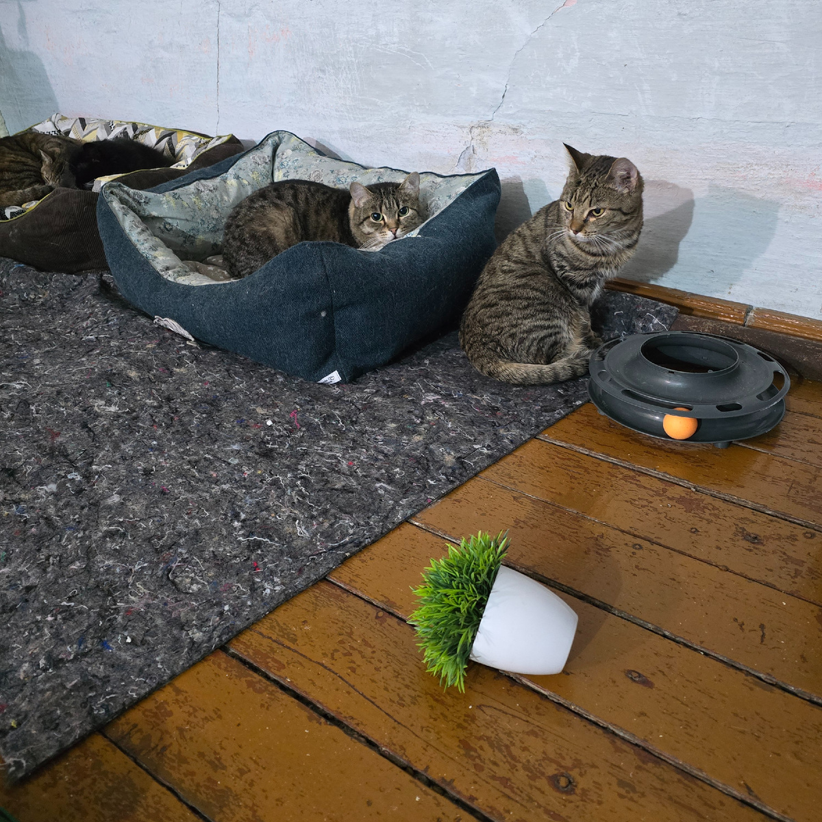 полосатые детективы расследуют происшествие у лежанки