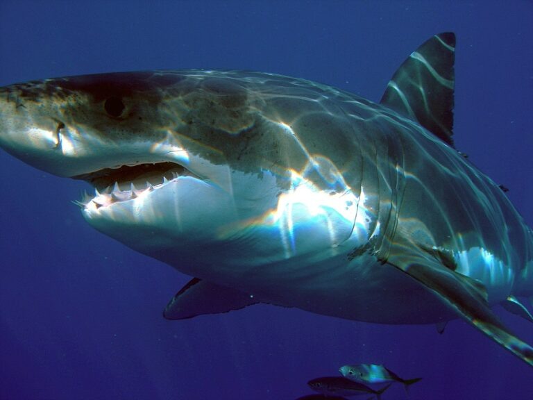    Фото: wikipedia/Sharkdiver.com/общественное достояние Анастасия Мишкина