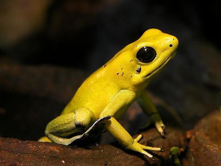 Ужасный листолаз: крошечный охотник тропического леса