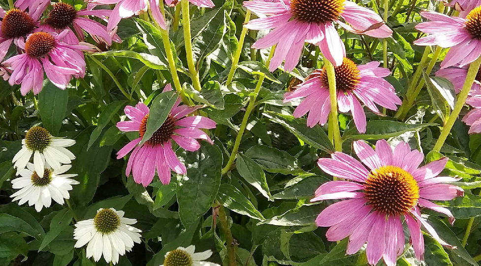 Про прекрасную эхинацею и ужасное беспокойство, которое я так умею сама себе устроить