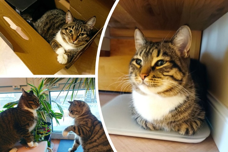    Сибирячка приютила кошку, которую спасли при штурме Покровска. Фото: Предоставлено Ольгой Баевой