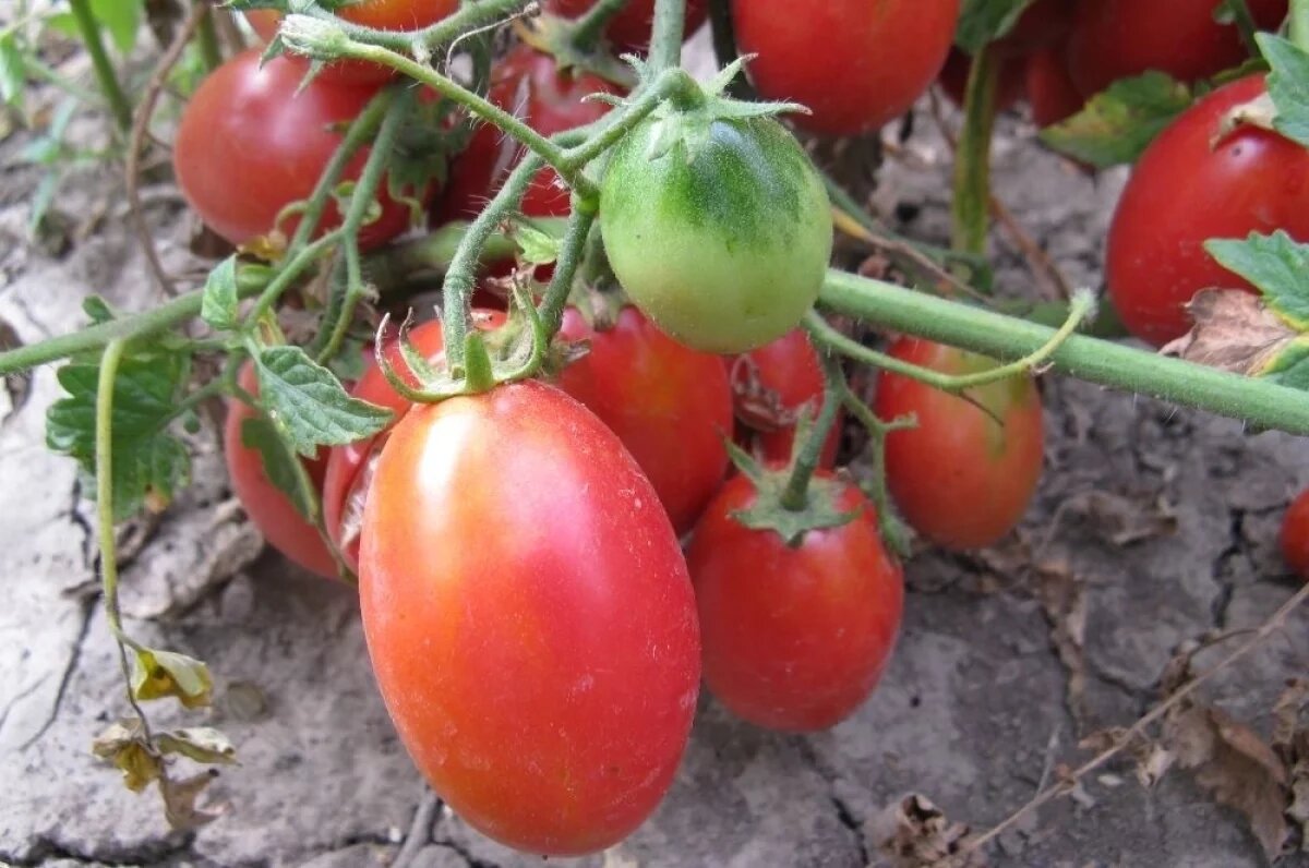    Для богатого урожая важно выбрать сорт правильно.