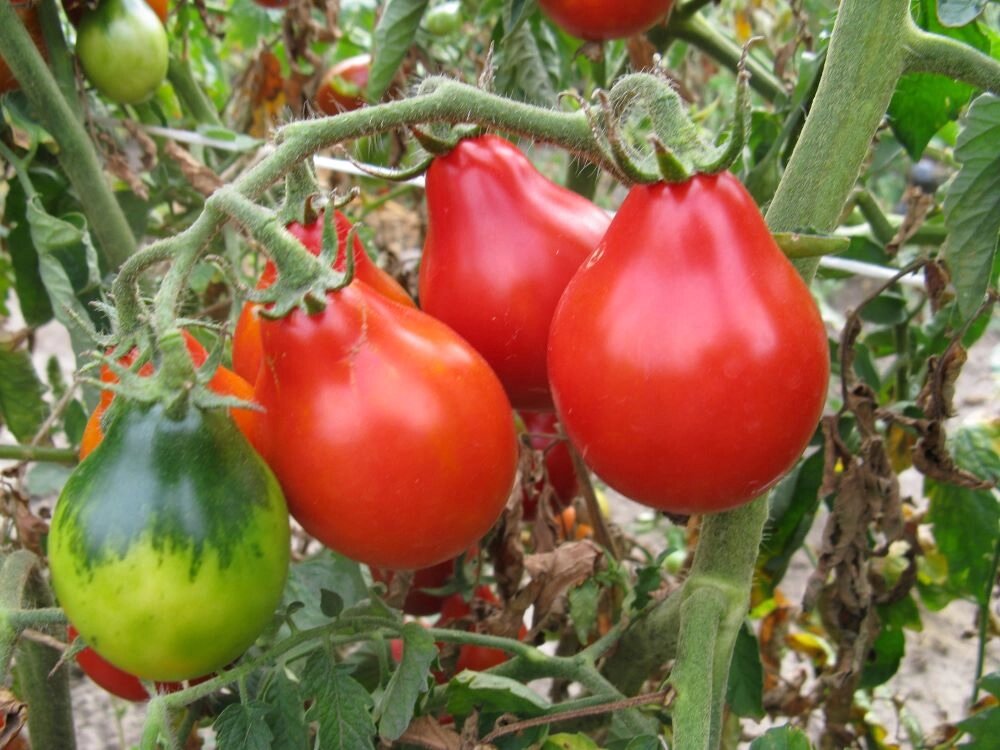    Баттерфляй. Фото: Денис Терентьев