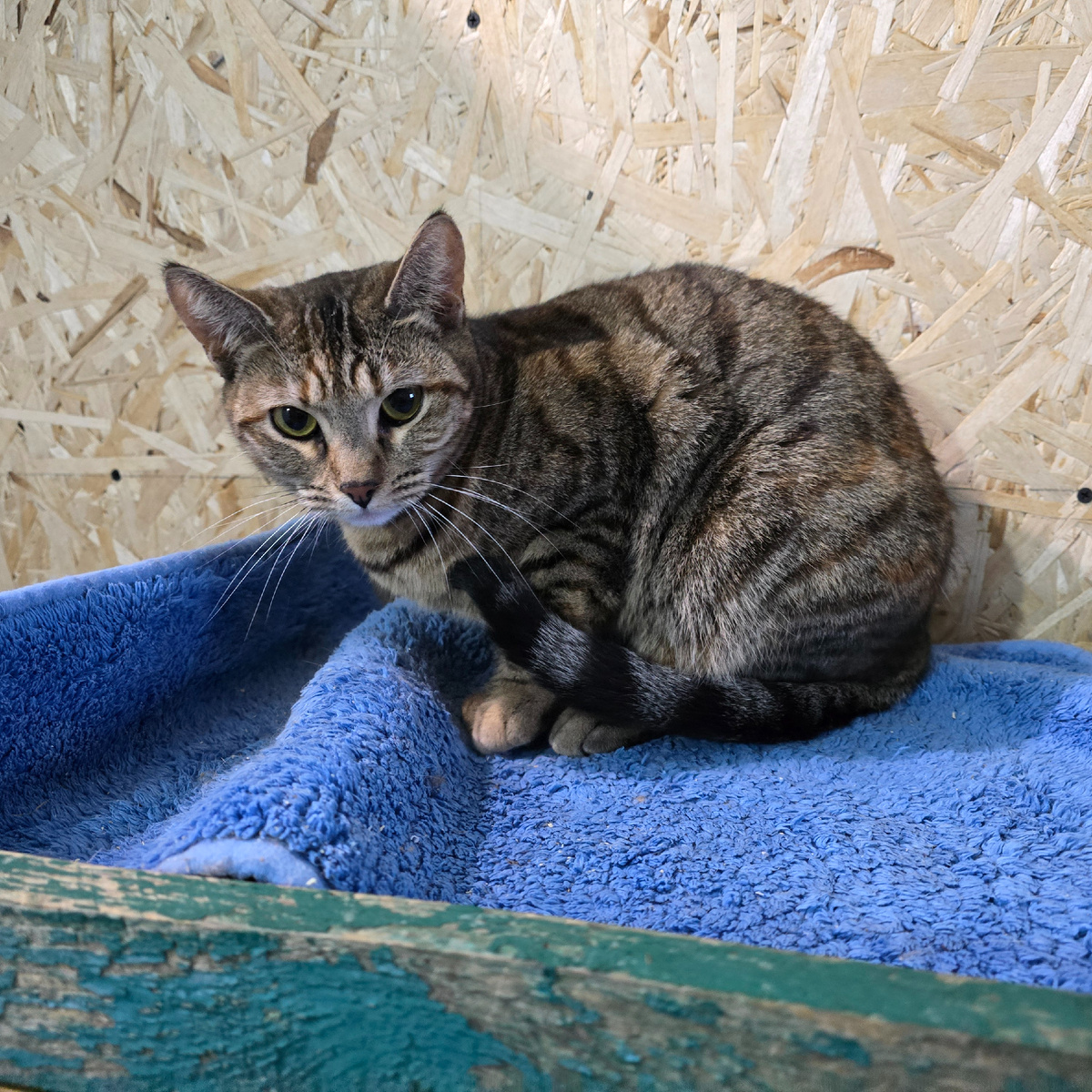 зеленые глаза полные тревожного ожидания