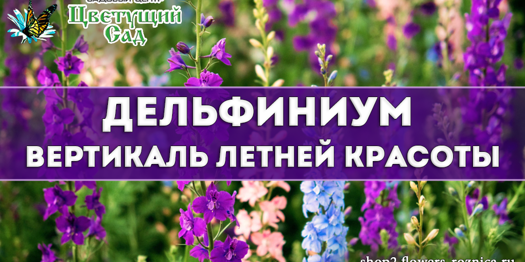 Дельфиниум: вертикаль летней красоты
