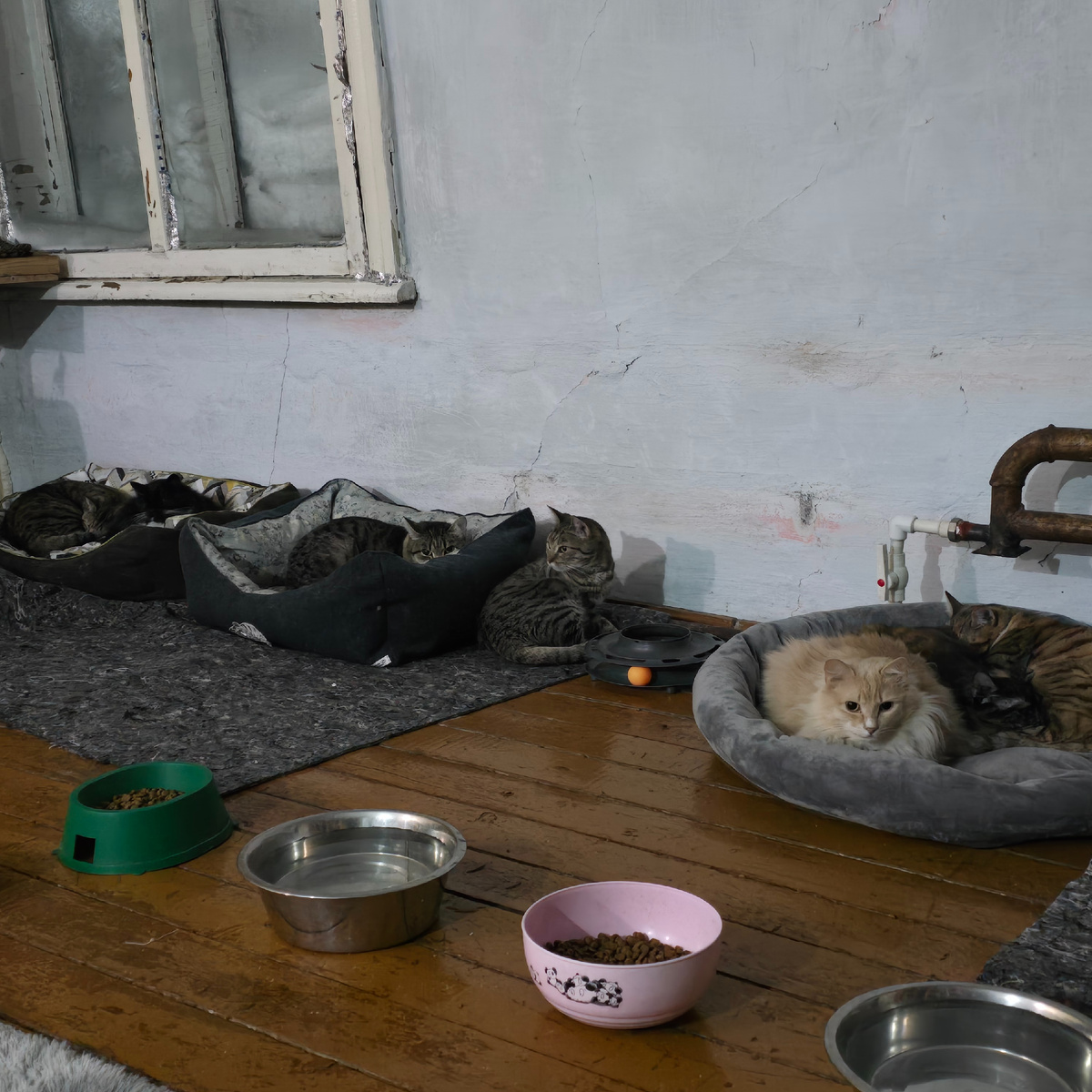 коты прижались друг к другу спасаясь