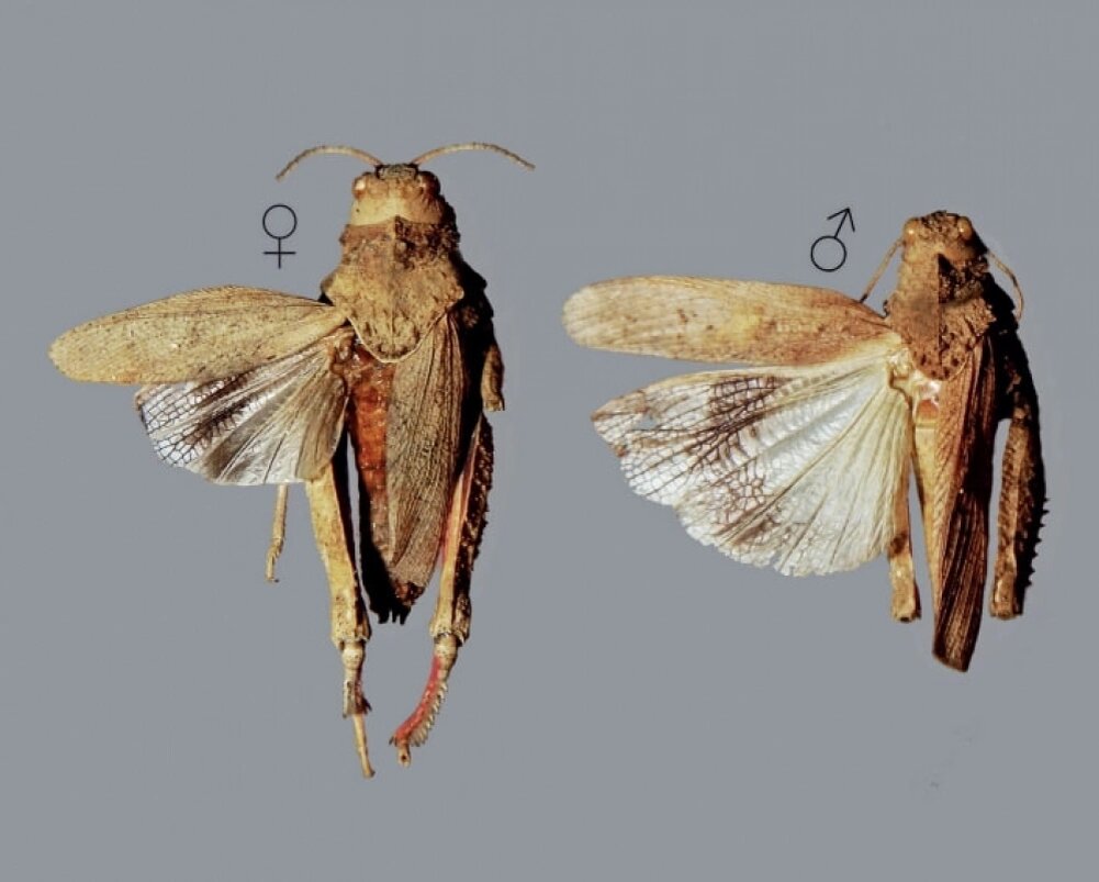    Фото: Красная книга Республики Крым