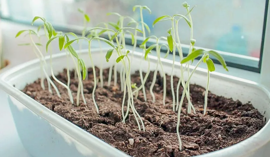 У МЕНЯ НЕ ПОЛУЧАЕТСЯ вырастить рассаду из-за этих ошибок