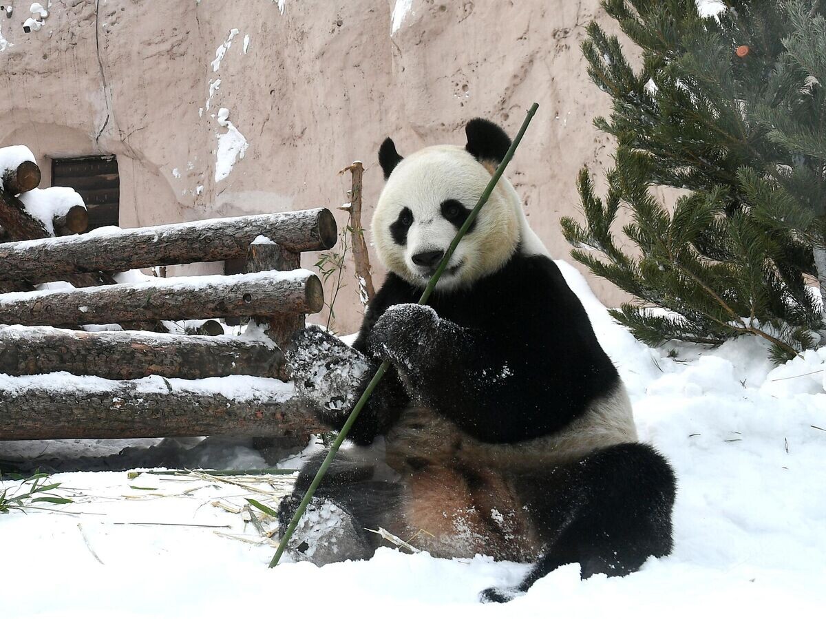    Большая панда в вольере Московского зоопарка | © РИА Новости / Максим Блинов