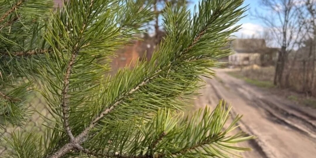 Красноярский край занял второе место по объему восстановленного леса