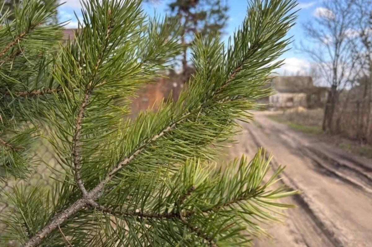    Красноярский край занял второе место по объему восстановленного леса